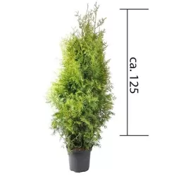 Vakarinė tuja - Thuja occidentalis BRABANT (Solo augalai)