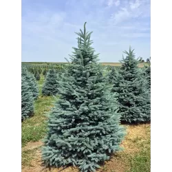 Picea pungens FAT ALBERT