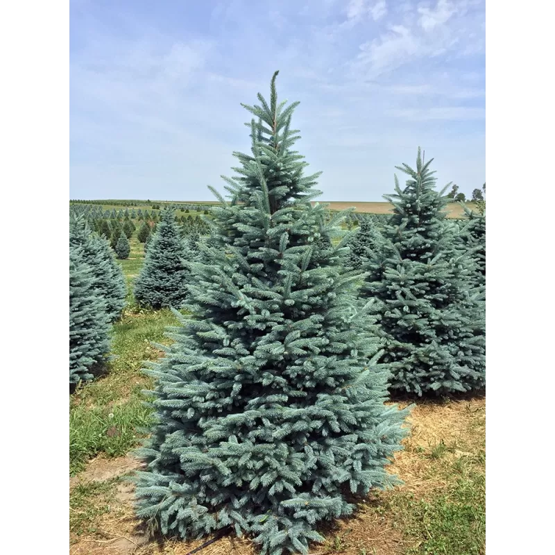 Picea pungens FAT ALBERT