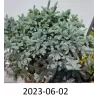 Picea pungens FAT ALBERT
