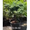 Picea pungens FAT ALBERT