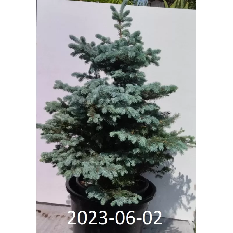Dygioji eglė - Picea pungens GLAUCA GLOBOSA Dygioji eglė - Picea pungens GLAUCA GLOBOSA