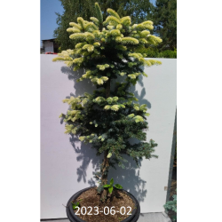Picea pungens Bialobok C60 150CM 