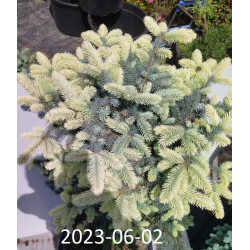 copy of Dygioji eglė - Picea pungens Bialobok C60 150CM gyva foto 2021-10-21