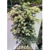 Garden plants/Trees/Flowers/ web-shop