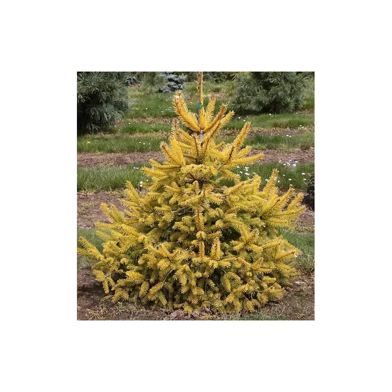 Garden plants/Trees/Flowers/ web-shop