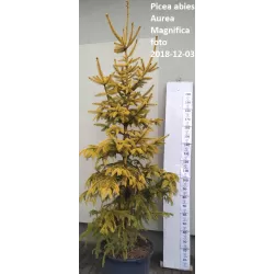 Garden plants/Trees/Flowers/ web-shop