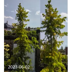 Garden plants/Trees/Flowers/ web-shop