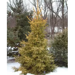 Garden plants/Trees/Flowers/ web-shop