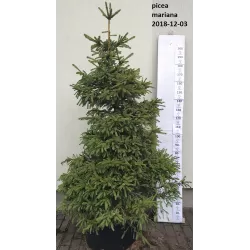 Juodoji eglė - Picea mariana