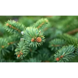 Juodoji eglė - Picea mariana