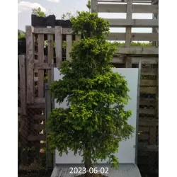 Juodoji eglė - Picea mariana