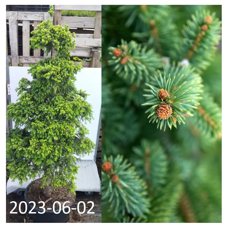 Juodoji eglė - Picea mariana