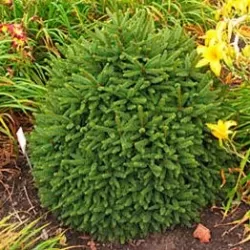 Paprastoji eglė - Picea abies COMPACTA