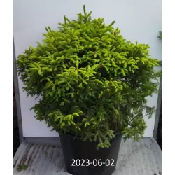 Paprastoji eglė - Picea abies COMPACTA