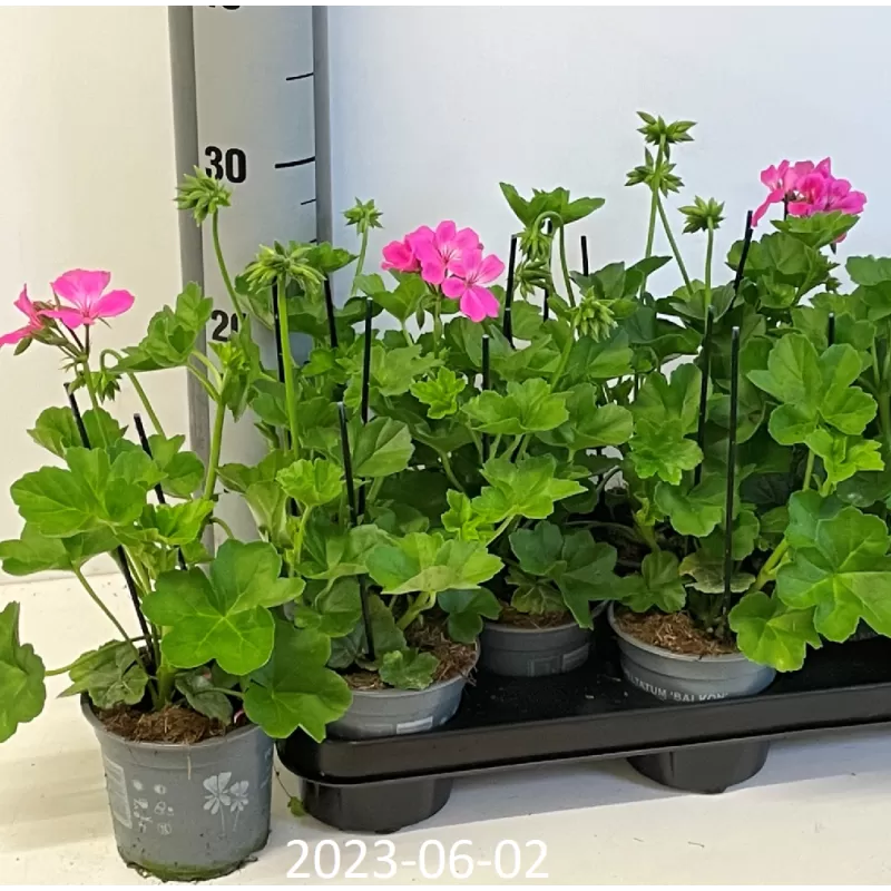 Pelargonija - Pelargonium peltatum x zonale MARCADA PINK