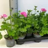 Pelargonija - Pelargonium peltatum x zonale MARCADA PINK