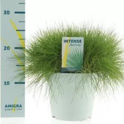 Siauralapis eraičinas - Festuca gautieri AMIGREEN