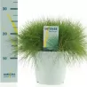 Siauralapis eraičinas - Festuca gautieri AMIGREEN
