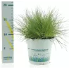 Siauralapis eraičinas - Festuca gautieri AMIGREEN