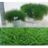 Siauralapis eraičinas - Festuca gautieri AMIGREEN