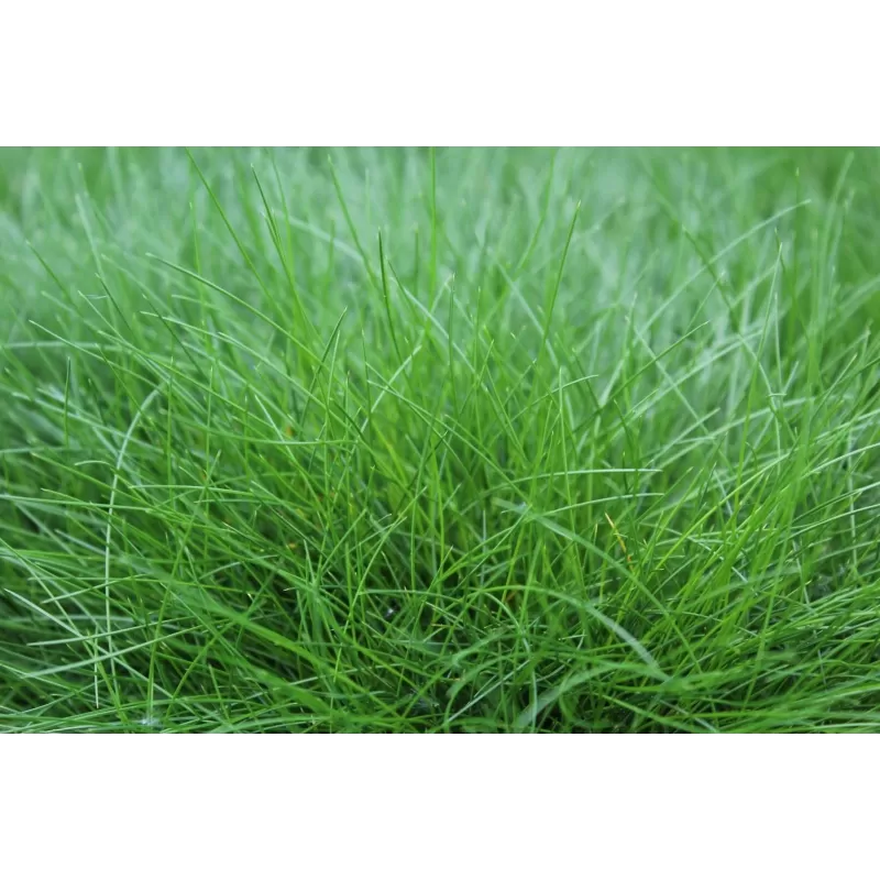 Siauralapis eraičinas - Festuca gautieri AMIGREEN
