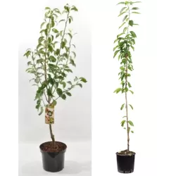 Kriaušė - Pyrus communis KLIAPO MĖGSTAMOJI