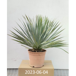 Snapinė juka - Yucca rostrata