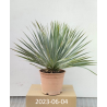 copy of Yucca rostrata
