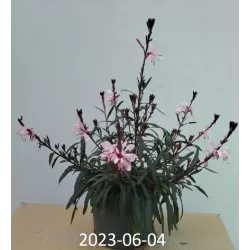 Gaurė - Gaura lindheimeri SISKYOU PINK