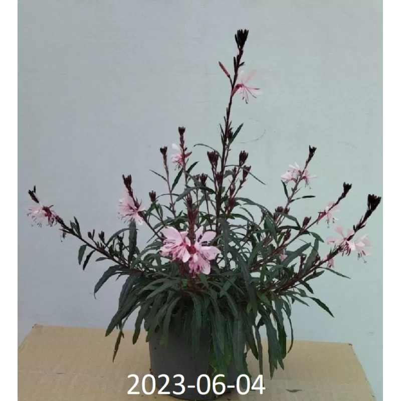 Gaurė - Gaura lindheimeri SISKYOU PINK