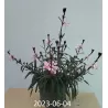 Gaura lindheimeri SISKYOU PINK