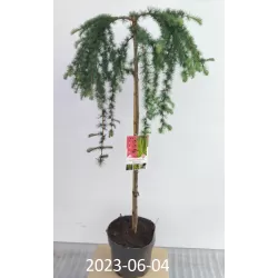 Garden plants/Trees/Flowers/ web-shop