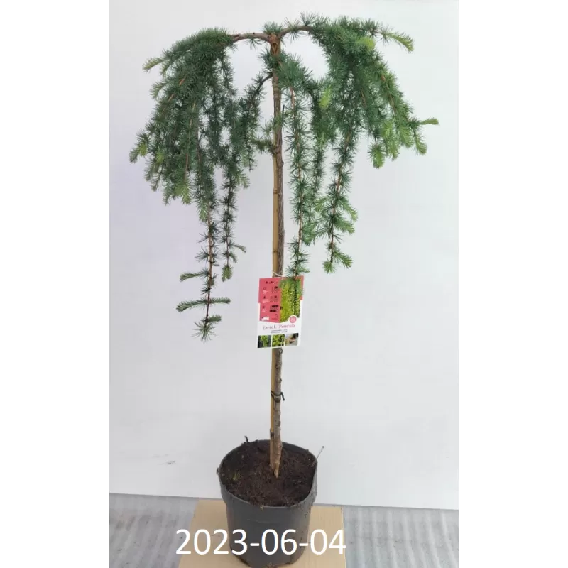 Garden plants/Trees/Flowers/ web-shop