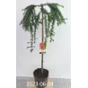 Garden plants/Trees/Flowers/ web-shop