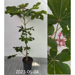 Rausvažiedis kaštonas - Aesculus carnea BRIOTII