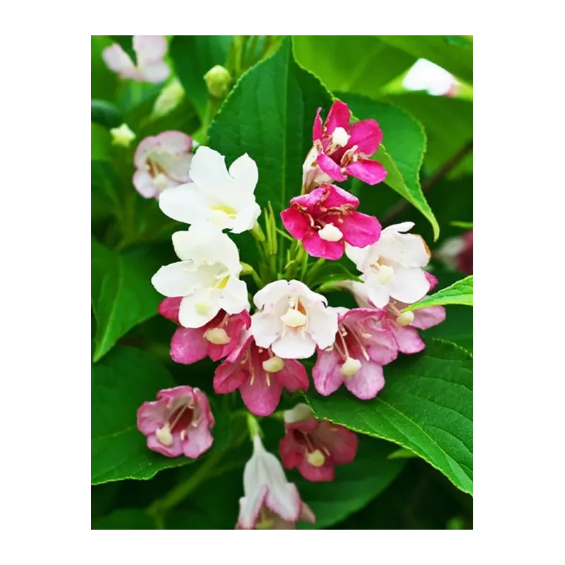 Veigelė - Weigela MARJORIE