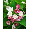 Veigelė - Weigela MARJORIE