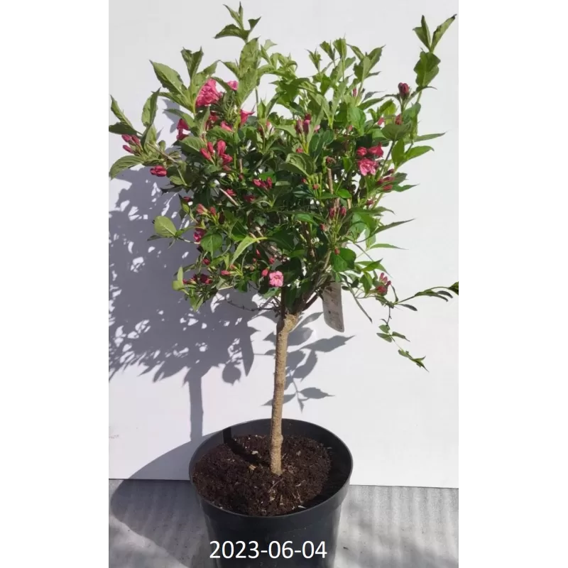 Veigelė - Weigela BRISTOL RUBY