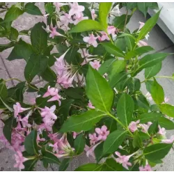 Veigelė - Weigela STELZNERI