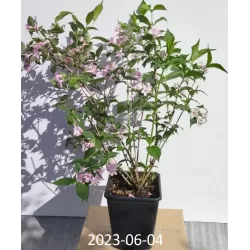 Veigelė - Weigela STELZNERI