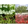 Dogwood - Cornus kousa SCHMETTERLING