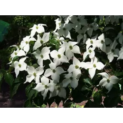 Dogwood - Cornus kousa SCHMETTERLING
