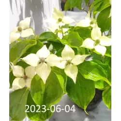 Dogwood - Cornus kousa SCHMETTERLING