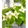 Dogwood - Cornus kousa SCHMETTERLING