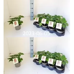 Batatas (saldžioji bulvė) - Ipomea batatas BEAUREGARD