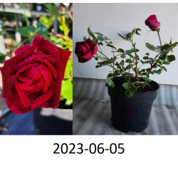 Rožė - Rosa CUTHBERT GRANT