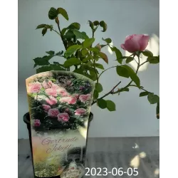 Rožė - Rosa GERTRUDE JEKYLL ®