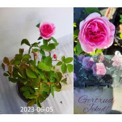 Rožių sodinukai internetu  -  Gertrude Jekyll (Ausboard)