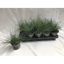 Žydrasis eraičinas - Festuca ovina